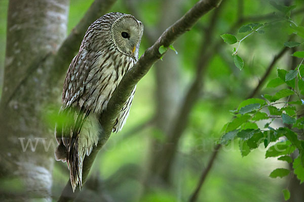 Habichtskauz (Strix uralensis)