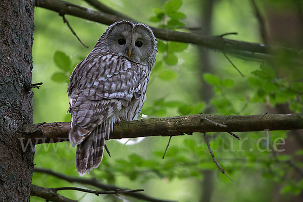 Habichtskauz (Strix uralensis)