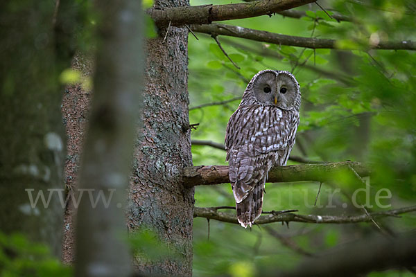 Habichtskauz (Strix uralensis)