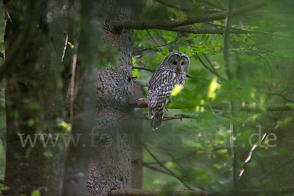 Habichtskauz (Strix uralensis)