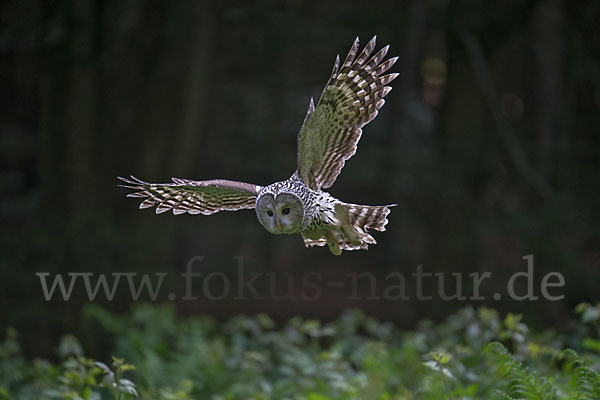 Habichtskauz (Strix uralensis)