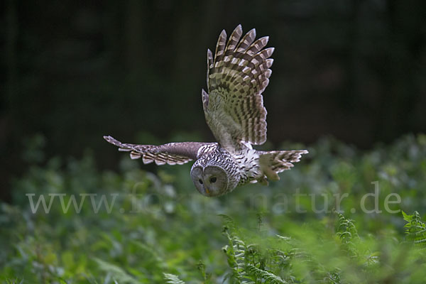 Habichtskauz (Strix uralensis)