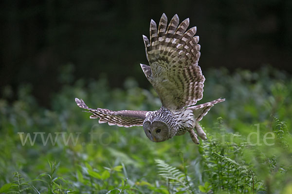 Habichtskauz (Strix uralensis)