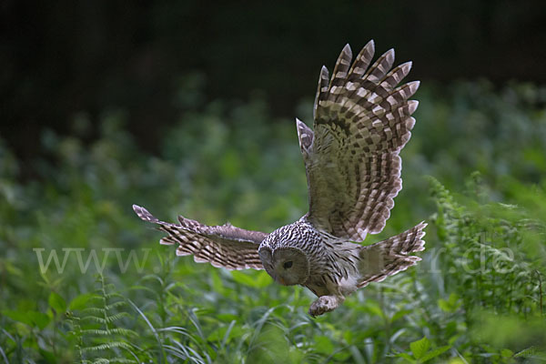 Habichtskauz (Strix uralensis)