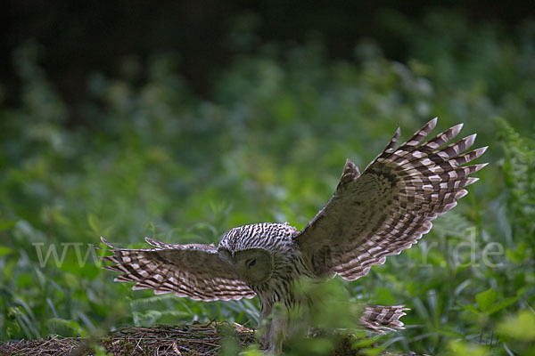 Habichtskauz (Strix uralensis)