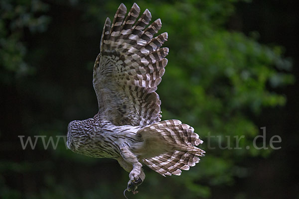 Habichtskauz (Strix uralensis)