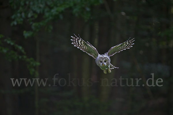 Habichtskauz (Strix uralensis)