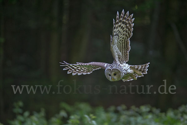 Habichtskauz (Strix uralensis)