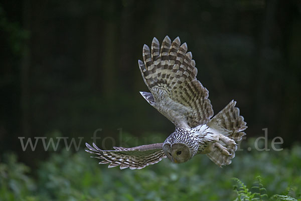 Habichtskauz (Strix uralensis)