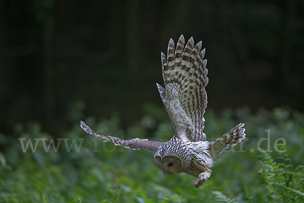 Habichtskauz (Strix uralensis)