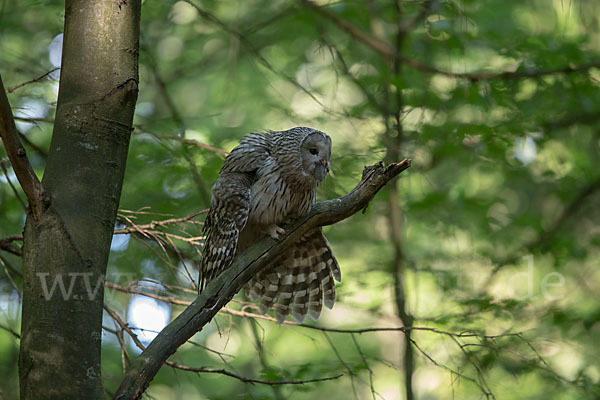 Habichtskauz (Strix uralensis)