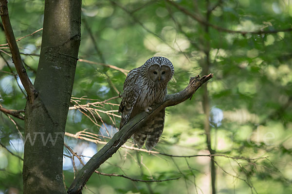 Habichtskauz (Strix uralensis)