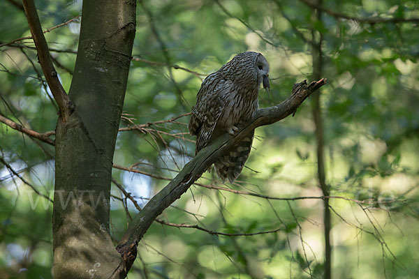 Habichtskauz (Strix uralensis)