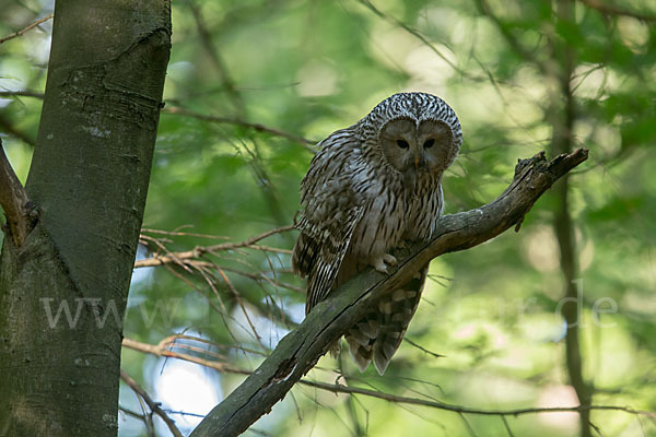 Habichtskauz (Strix uralensis)