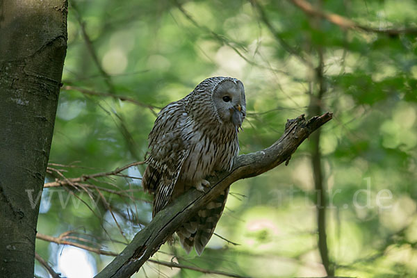 Habichtskauz (Strix uralensis)