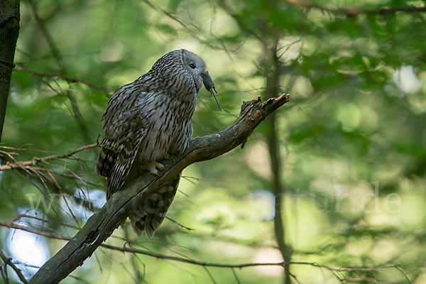 Habichtskauz (Strix uralensis)