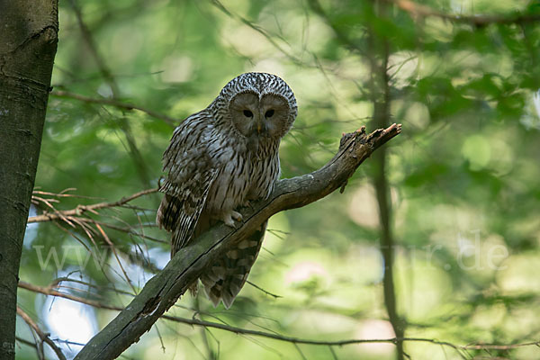 Habichtskauz (Strix uralensis)