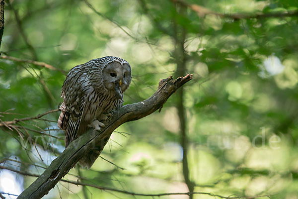 Habichtskauz (Strix uralensis)