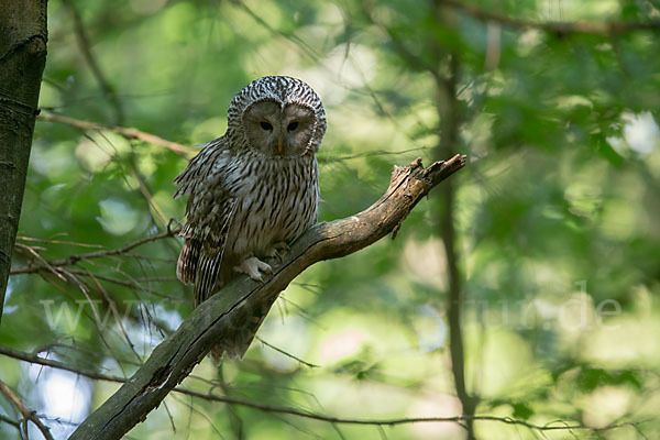 Habichtskauz (Strix uralensis)