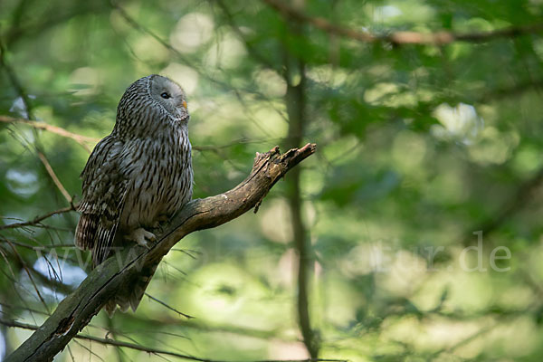 Habichtskauz (Strix uralensis)