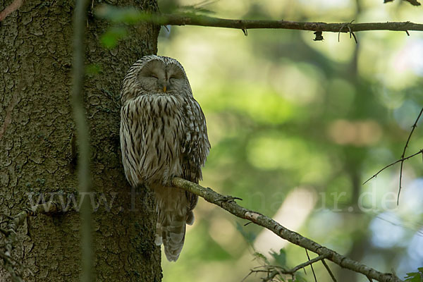 Habichtskauz (Strix uralensis)