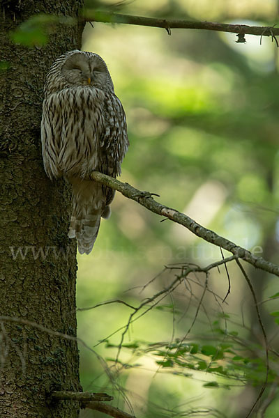 Habichtskauz (Strix uralensis)