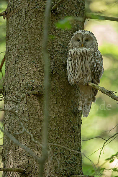 Habichtskauz (Strix uralensis)