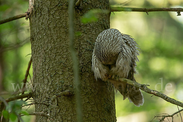 Habichtskauz (Strix uralensis)