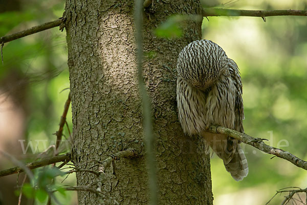 Habichtskauz (Strix uralensis)