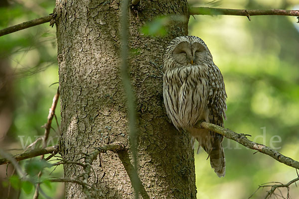 Habichtskauz (Strix uralensis)