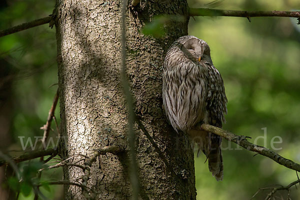 Habichtskauz (Strix uralensis)