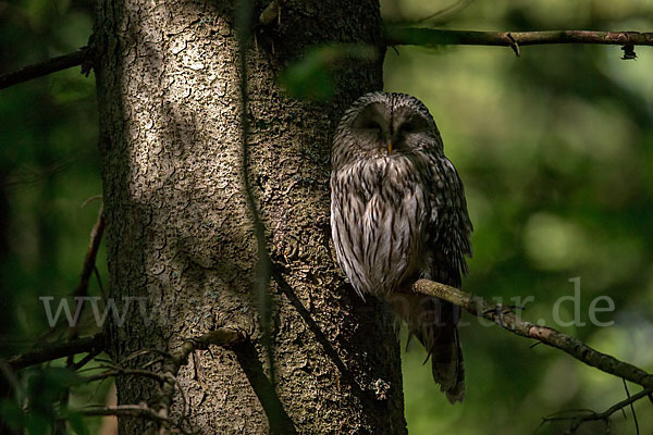 Habichtskauz (Strix uralensis)