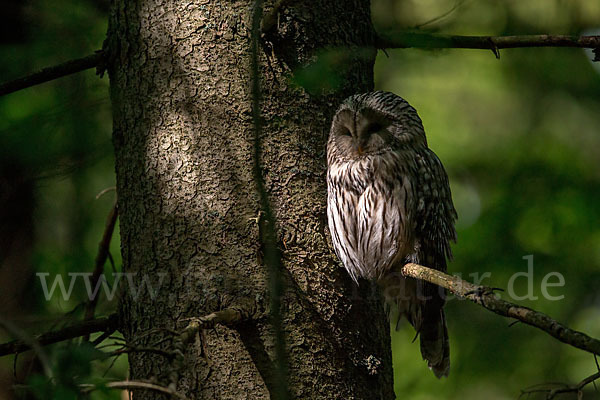 Habichtskauz (Strix uralensis)