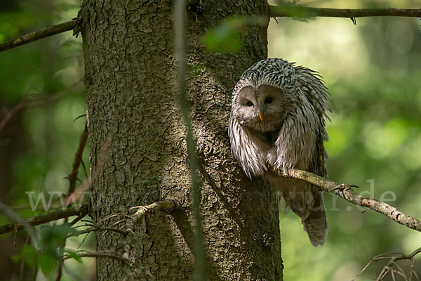 Habichtskauz (Strix uralensis)