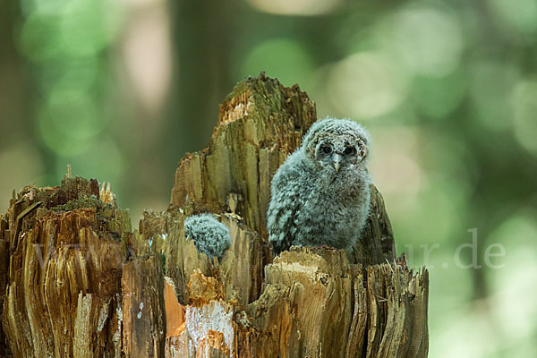 Habichtskauz (Strix uralensis)