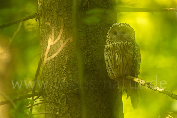 Habichtskauz (Strix uralensis)