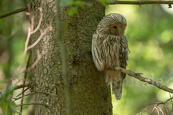 Habichtskauz (Strix uralensis)