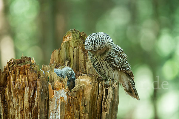 Habichtskauz (Strix uralensis)