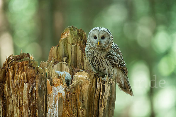 Habichtskauz (Strix uralensis)