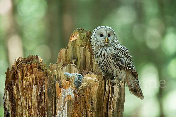 Habichtskauz (Strix uralensis)