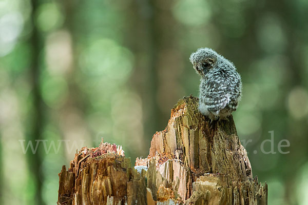 Habichtskauz (Strix uralensis)