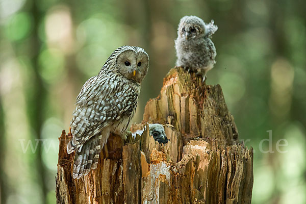 Habichtskauz (Strix uralensis)