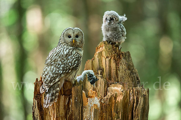 Habichtskauz (Strix uralensis)