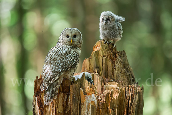 Habichtskauz (Strix uralensis)