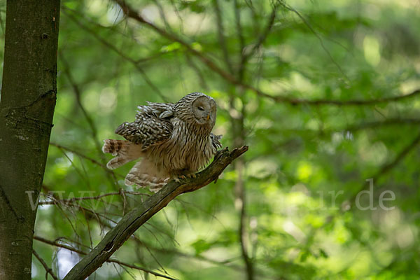 Habichtskauz (Strix uralensis)