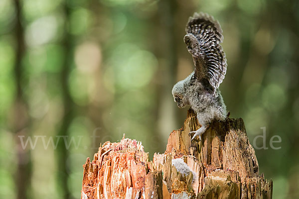 Habichtskauz (Strix uralensis)