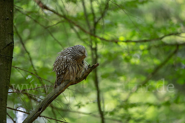 Habichtskauz (Strix uralensis)