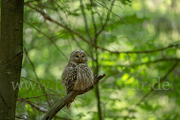 Habichtskauz (Strix uralensis)