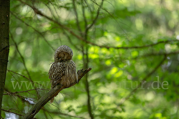 Habichtskauz (Strix uralensis)