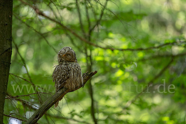 Habichtskauz (Strix uralensis)